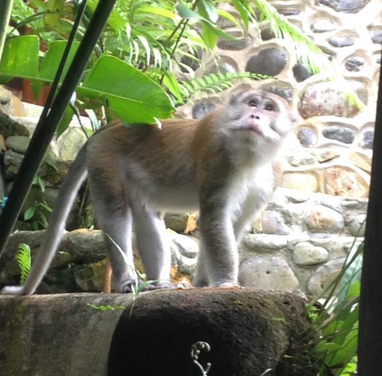 Kupu Kupu Garden Guest House & Cafe Bukit Lawang Ngoại thất bức ảnh