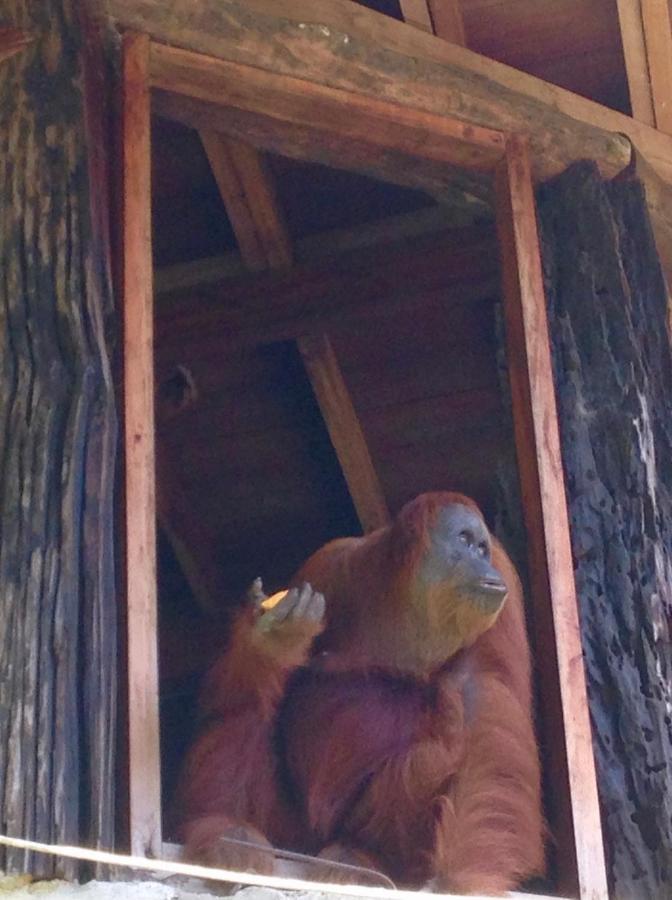Kupu Kupu Garden Guest House & Cafe Bukit Lawang Ngoại thất bức ảnh